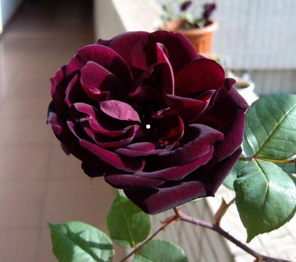 路易十四玫瑰花的传说故事,商洛凡誓死守护爱情