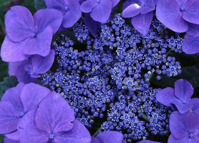 懒人植物紫罗兰只需一埋一晒一浇