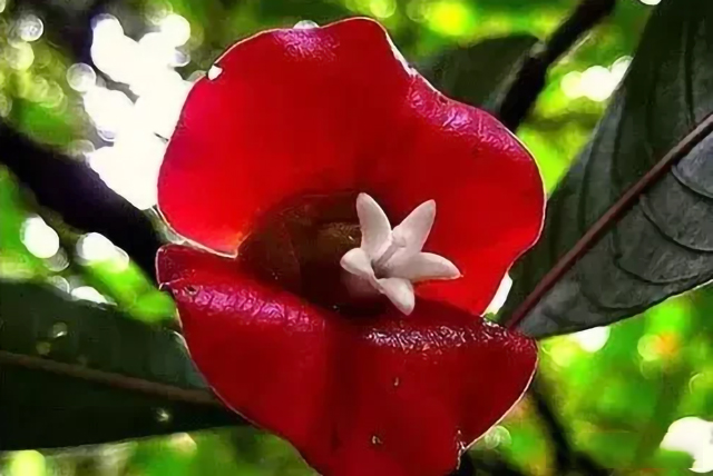 嘴唇花是世界上最可“亲”的