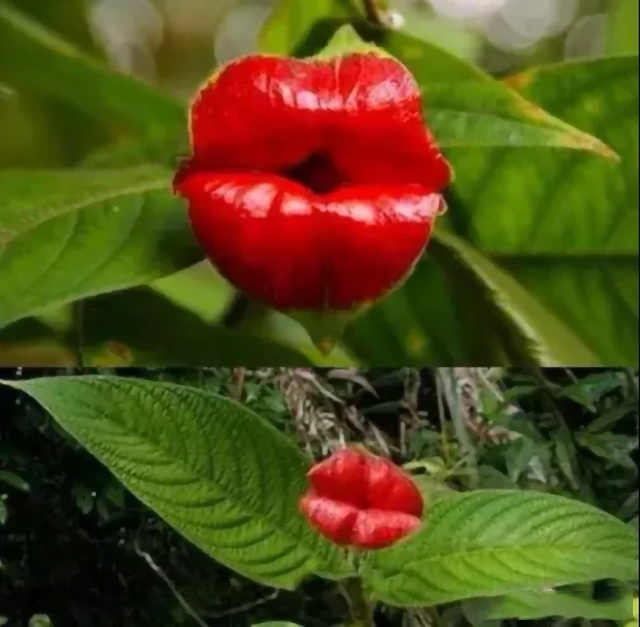 嘴唇花是世界上最可“亲”的