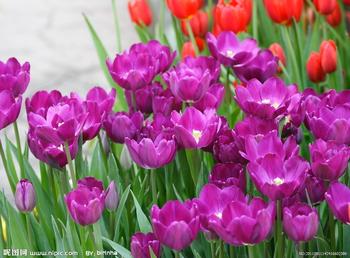 漂亮的紫色郁金香图