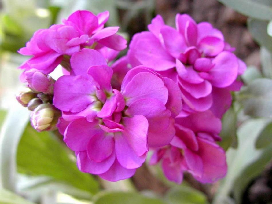 茂盛的紫罗兰花图片