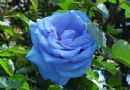 99朵蓝色玫瑰图片