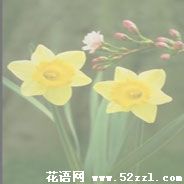 黄水仙花的花语