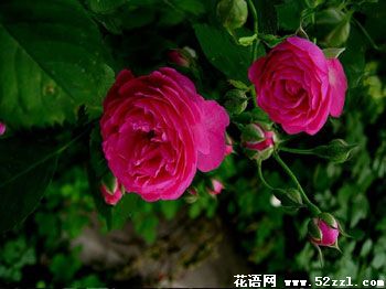 红蔷薇花的花语