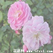 粉红蔷薇花的花语