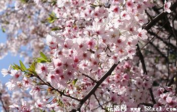 樱花的生长习性和栽培管理是什么？