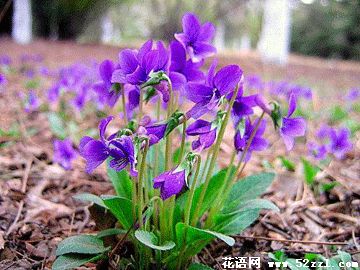 紫花地丁的花语