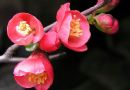 花中神仙—海棠花