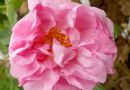 粉色千叶玫瑰图片
