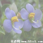 紫芳草的花语