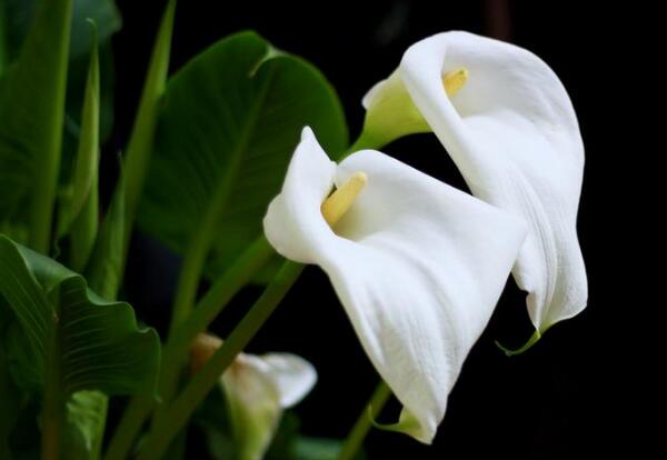 白色马蹄莲的花语
