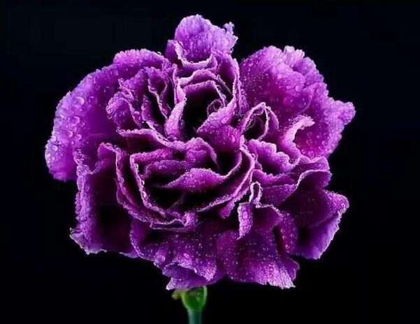 紫色康乃馨的花语是什么温馨与慈祥 花语网