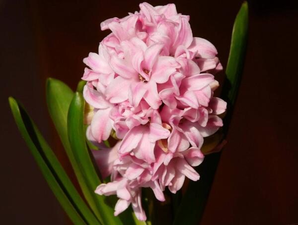 粉色风信子花语是什么 浪漫的爱情