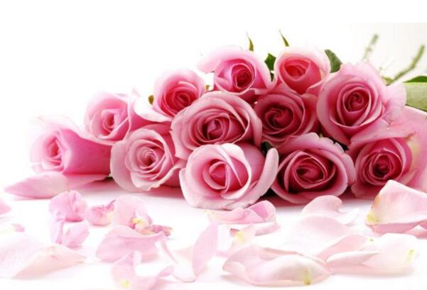 粉色玫瑰花语,铭记于心的初恋