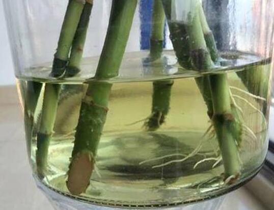水养富贵竹叶子发黄的原因和补救方法
