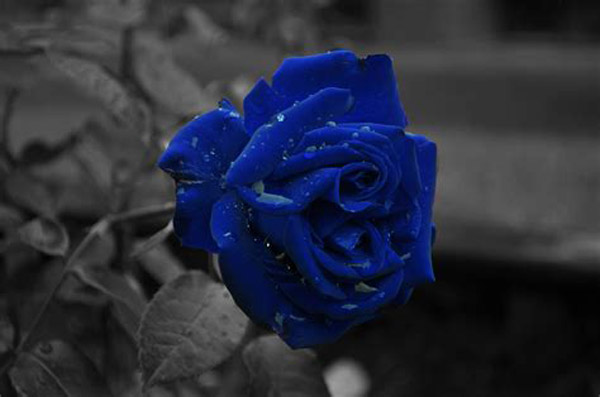 蓝色玫瑰花语,珍贵稀有的爱