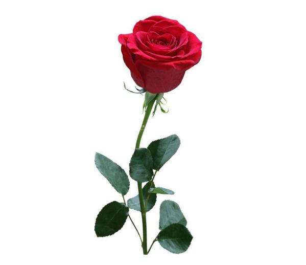 2018年玫瑰花多少钱一朵,5元至699元价格不等