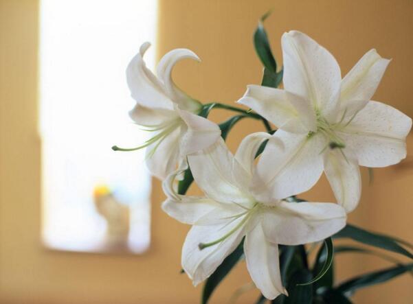 百合花语大全-百合花的花语是什么？