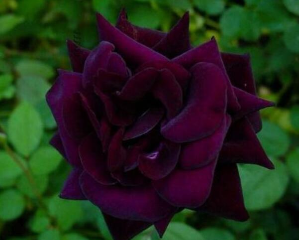 路易十四玫瑰花语,我只钟情你一个