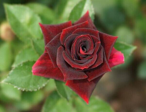 路易十四玫瑰花语,我只钟情你一个