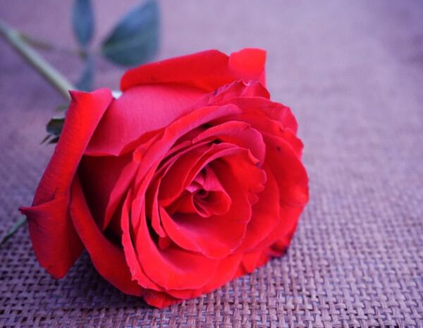 红玫瑰花语是什么,每一天都很爱你