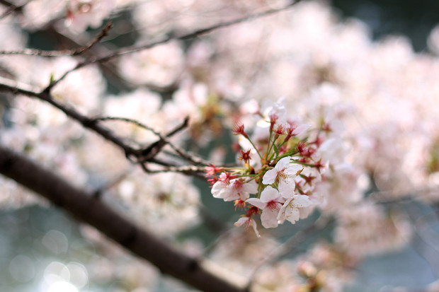 日本樱花图片唯美，樱花