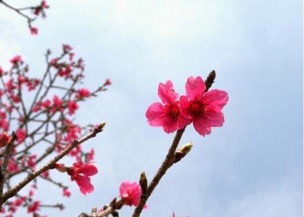 中国红樱花图片，浪漫的
