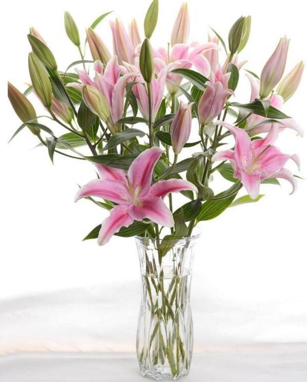 送粉色百合花是什么意思，12朵粉色百合花语(全部的爱)
