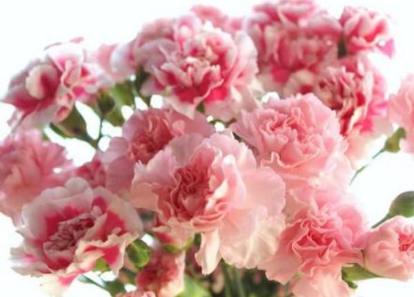 16朵康乃馨的花语代表什么，将幸福珍藏在心(幸福典藏)
