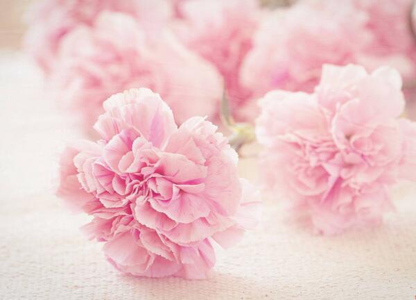 33支粉色康乃馨的花语，对妈妈的深情呼唤(家是最温暖的港湾)