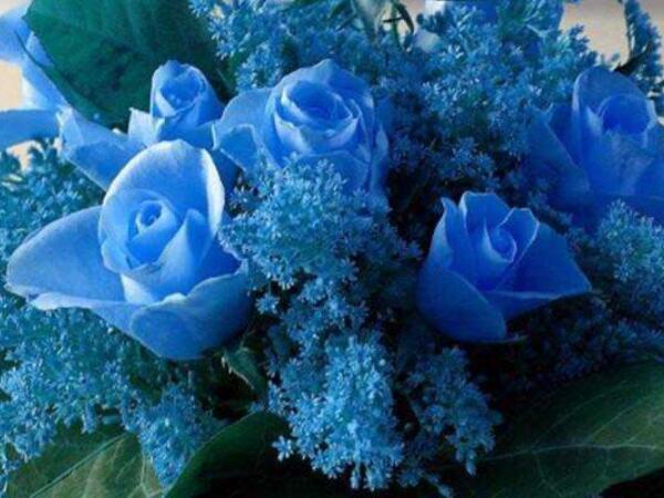 蓝色妖姬代表什么意思，11朵蓝色妖姬代表什么(永久不变的爱)