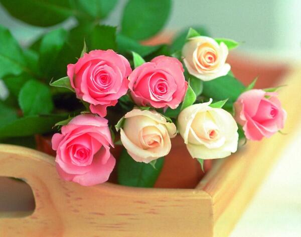11朵玫瑰代表什么意思,今生最爱还是你