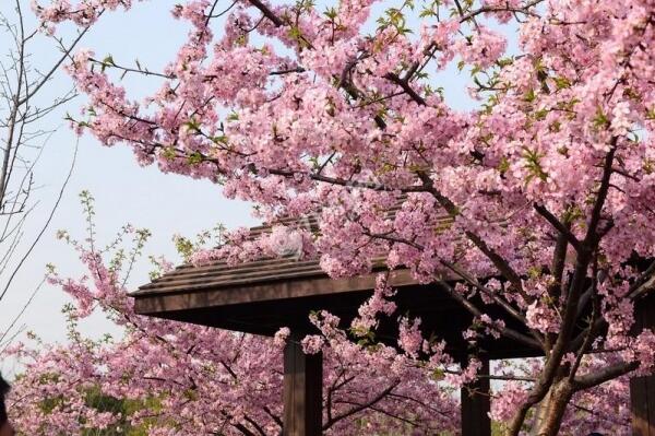 2018上海樱花节是什么时候 三月下旬看花海(顾村公园)