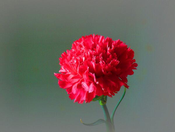 红色康乃馨花语是什么 祝母亲健康长寿