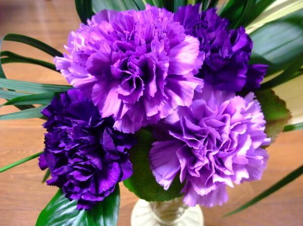 紫色康乃馨的花语是什么 温馨与慈祥