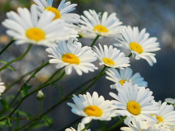 白色雏菊的花语是什么，隐藏在心中的爱(意大利国花)