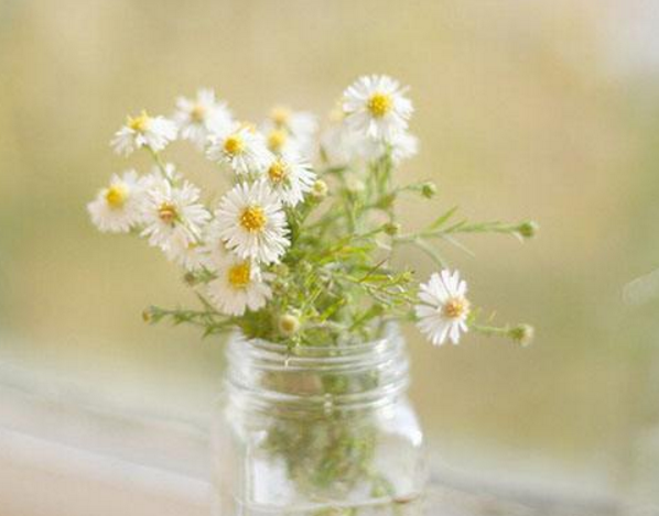 白色雏菊的花语是什么，隐藏在心中的爱(意大利国花)