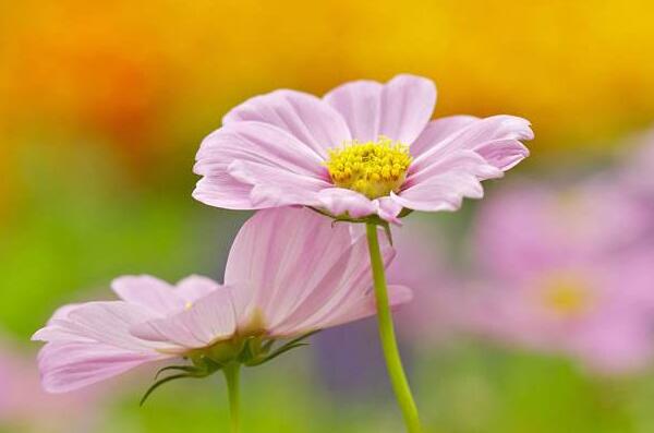 粉色雏菊的花语是什么，天真而纯洁的美
