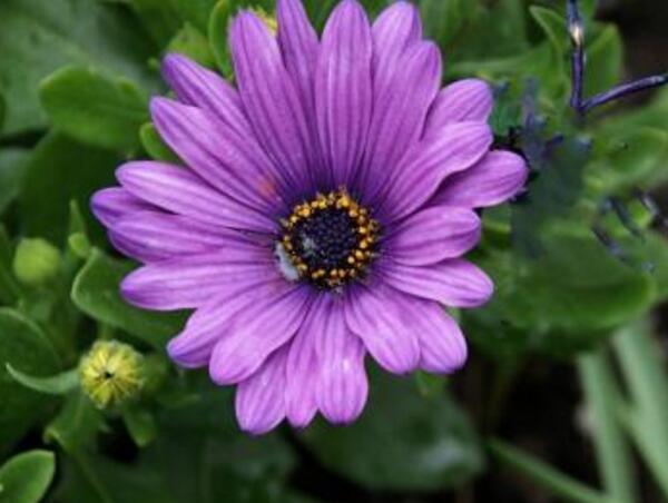 紫色雏菊的花语是什么，高贵优雅与纯洁