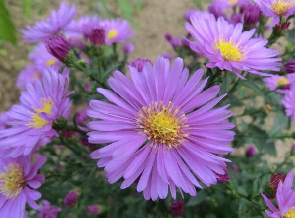 紫色雏菊的花语是什么，高贵优雅与纯洁