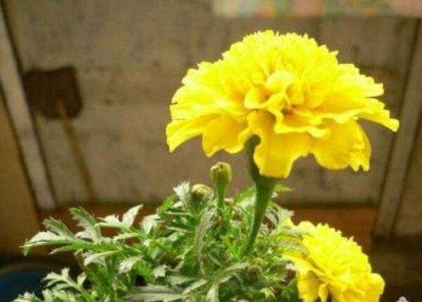 父亲节适合送什么花，黄玫瑰/向日葵/黄色康乃馨