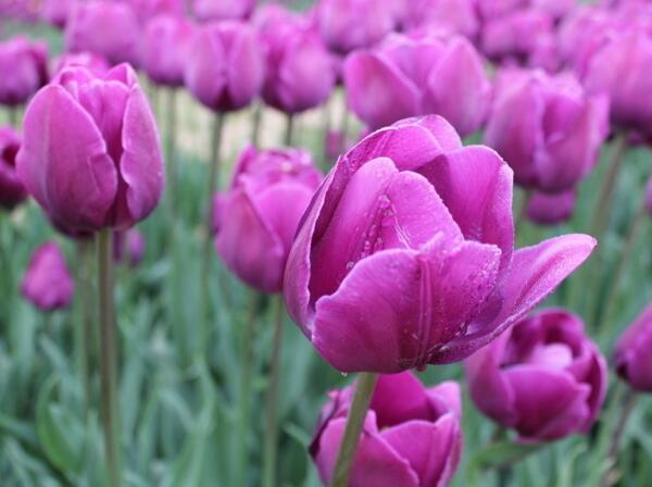 紫色郁金香代表什么，永不磨灭的爱情