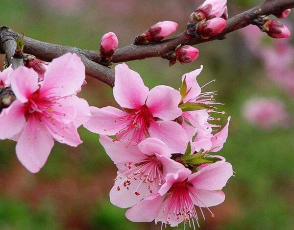 桃花什么时候开 桃花开花时间3 4月 6 9月吃果实 花语网