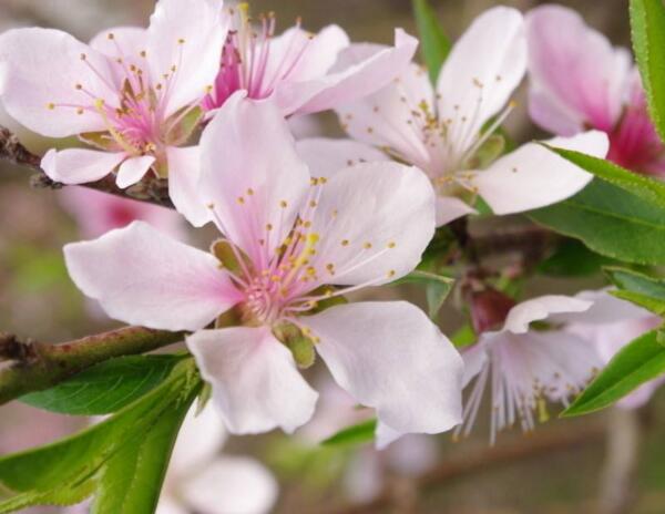 桃花什么时候开 桃花开花时间3 4月 6 9月吃果实 花语网