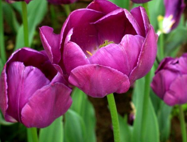 什么花代表高贵优雅，帝王花和紫色郁金香