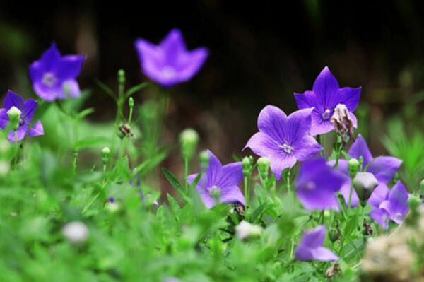 紫色桔梗花的花语：真诚不变的爱