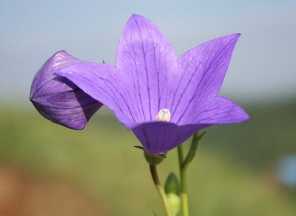 紫色桔梗花的花语 真诚不变的爱 花语网