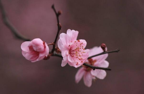 粉色梅花花语是什么，坚强高雅独立和忠贞