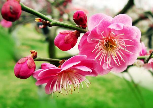 红梅花的花语是什么，澄澈的心和慈母般的爱